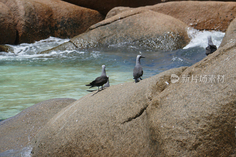 Anse Kerlan，普拉林，塞舌尔